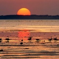 Evening Snack on the Shore